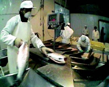industria salmon (7)  ALIMENTOS MERCADO